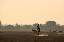 Blackbuck (Antelope cervicapra), Male mounting on female at dawn. Tal Chhapar Wildlife Sanctuary, Rajasthan, India