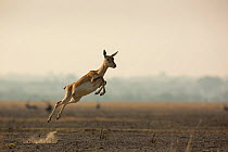 Blackbuck (Antelope cervicapra), female running with high jumps known as 'Pronking'. Tal Chhapar Wildlife Sanctuary, Rajasthan, India