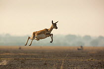 Blackbuck (Antelope cervicapra), female, running with high jumps known as 'Pronking'. Tal Chhapar Wildlife Sanctuary, Rajasthan, India