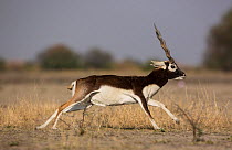 Blackbuck (Antelope cervicapra) male running, Tal Chhapar Wildlife Sanctuary, Rajasthan, India