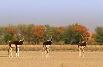 Blackbuck (Antelope cervicapra) males walking parallel during rut, Tal Chhapar Wildlife Sanctuary, Rajasthan, India