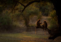 Pair of Yellow baboons (Papio cynocephalus) groom their youngsters. South Luangwa NP, Zambia.