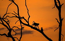 Yellow baboons (Papio cynocephalus) silhouetted at sunset. South Luangwa NP, Zambia.