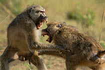 Yellow baboons (Papio cynocephalus) two males fighting, South Luangwa NP, Zambia