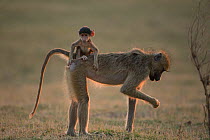 Yellow baboon (Papio cynocephalus) infant riding on its mothers back. South Luangwa NP, Zambia.