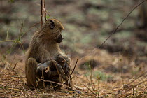Yellow baboon (Papio cynocephalus)  holds her dead youngster. South Luangwa NP, Zambia.