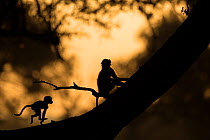 Yellow baboons (Papio cynocephalus) juvenile silhouetted while playing at sunset,  South Luangwa NP, Zambia.