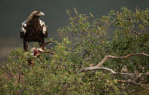 Spanish imperial eagle (Aquila adalberti), Extremadura, Spain October.