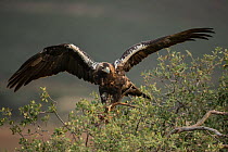Spanish imperial eagle (Aquila adalberti), Extremadura, Spain October.