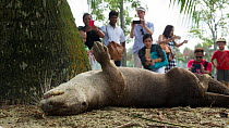 Smooth coated otter (Lutrogale perspicillate) watched by tourists, Singapore. November.