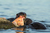 Smooth coated otters (Lutrogale perspicillate) feeding in water, Singapore. November.