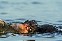 Smooth coated otters (Lutrogale perspicillate) feeding in water, Singapore. November.