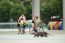 Cyclists watching urban Smooth coated otters (Lutrogale perspicillate) cross their path, Singapore. November.