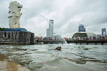 Smooth coated otters (Lutrogale perspicillate) in urban Singapore. November.