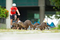 Smooth coated otter (Lutrogale perspicillate) group running across path, Singapore. November.