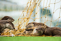 Smooth coated otter (Lutrogale perspicillate) playing with football net, Singapore. November.