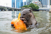 Smooth coated otter (Lutrogale perspicillate) feeding on fish in urban environment, Singapore. November.
