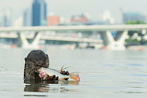 Smooth coated otter (Lutrogale perspicillate) feeding, Singapore. November.