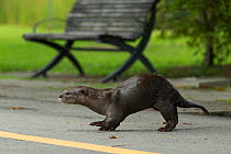 Smooth coated otter (Lutrogale perspicillate) shaking off water on road, Singapore. November.