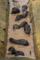 Smooth coated otter (Lutrogale perspicillate) in drainage channel, Singapore. November.