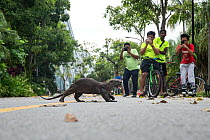 Smooth coated otter (Lutrogale perspicillate) running across road, Singapore. November.