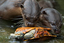 Smooth coated otters (Lutrogale perspicillate) feeding on turtle, Singapore. November.