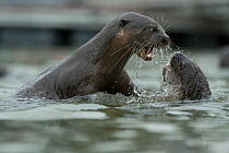 Smooth coated otters (Lutrogale perspicillate) fighting, Singapore. November.