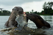 Smooth coated otters (Lutrogale perspicillate) feeding on fish, Singapore. November.