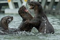 Smooth coated otters (Lutrogale perspicillate) fighting, Singapore. November.