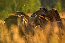 Przewalski's horses (Equus ferus przewalskii) herd, Chernobyl Exclusion Zone, Ukraine September