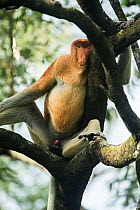 Proboscis monkey (Nasalis larvatus) male, Tarakan, Indonesia