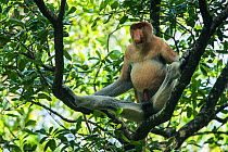Proboscis monkey (Nasalis larvatus), Tarakan, Indonesia