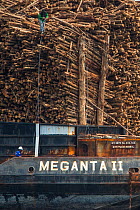 Acacia logs being transported, Balikpapan, Indonesia