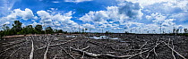 Dead mangrove and rainforest, deforested to build shrimp farms, Balikpapan, Indonesia