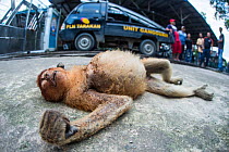 Proboscis monkey (Nasalis larvatus)  dead after being electrocuted by a power line, Tarakan, Indonesia