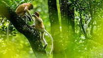 Proboscis monkey (Nasalis larvatus) juveniles playing, Tarakan, Indonesia