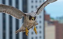 Female peregrine falcon (Falco peregrinus) returns to balcony nest site, Chicago, USA, June 2015,