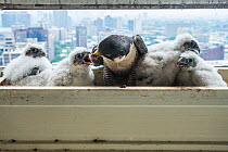 Peregrine falcon (Falco peregrinus) female feeding chicks at nest on balcony, Chicago, USA