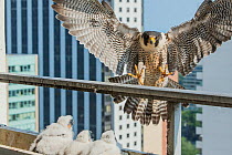 Peregrine falcon (Falco peregrinus) returns to nest in balcony, Chicago, USA