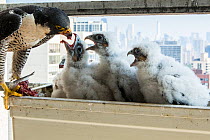 Peregrine falcon (Falco peregrinus) female feeding chicks at nest in balcony, Chicago, USA