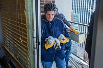 Scientists ringing Peregrine falcon (Falco peregrinus) chicks, Chicago, USA