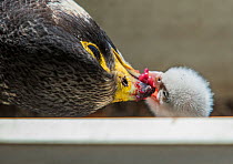 Peregrine falcon (Falco peregrinus) female feeding chicks at nest, Chicago, USA