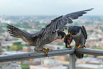 Peregrine falco (Falco peregrinus) male giving female food, Chicago, USA