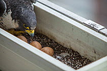 Peregrine falcon (Falco peregrinus) female with eggs, in nest in planter on balcony, Chicago, USA