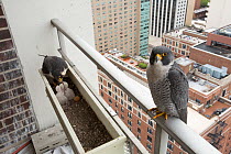 Peregrine falcon (Falco peregrinus) feeding chicks at nest in planter on urban balcony, Chicago, USA