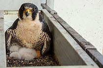 Peregrine falcon (Falco peregrinus) on nest in balcony, Chicago, USA
