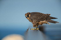 Peregrine falcon (Falco peregrinus) recently fledged juvenile, Chicago, USA