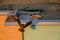 Peregrine falcons (Falco peregrinus) juveniles hassling female, Chicago, USA