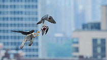 Peregrine falcon (Falco peregrinus) female food pass with male, Chicago, USA