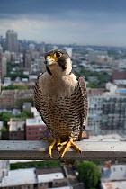 Peregrine falcon (Falco peregrinus) male on balcony, Chicago, USA